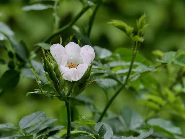 Wildrose