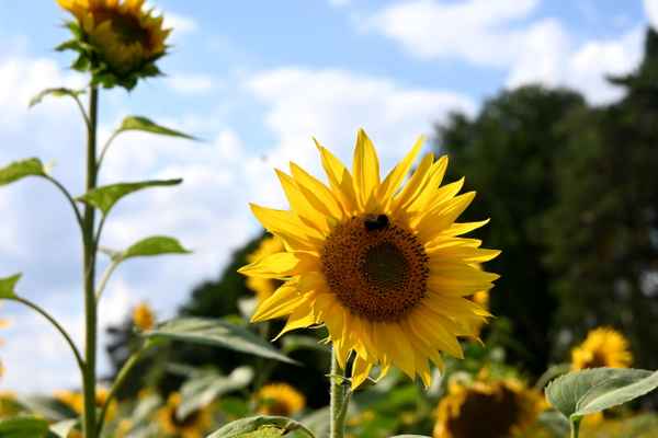Besuch bei der Sonnenblume