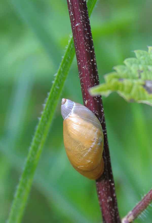 Bernsteinschnecke