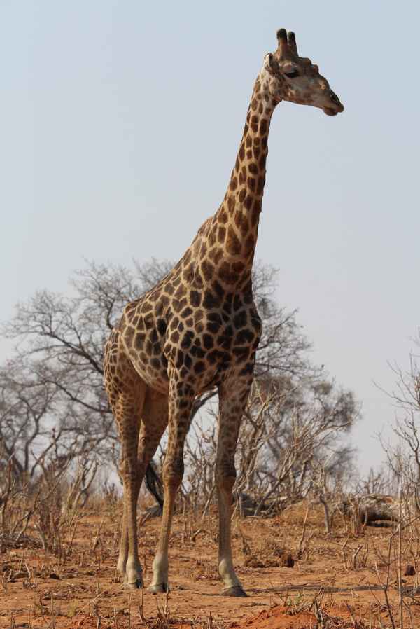 Botswana - Giraffe
