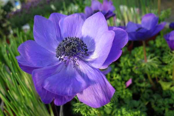 Kronen-Anemone in Blau