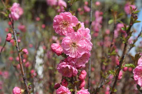 Mandelblüte