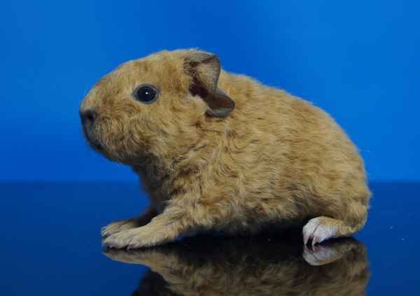 junges US Teddy Meerschweinchen