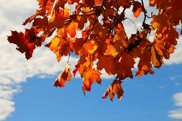 Im Licht des Herbstes 03