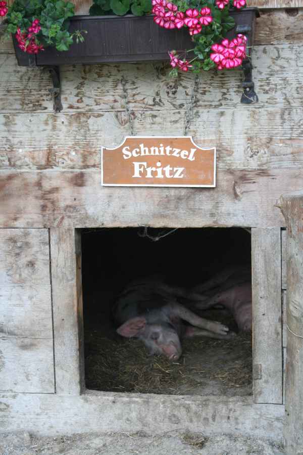 Schnitzel Fritz