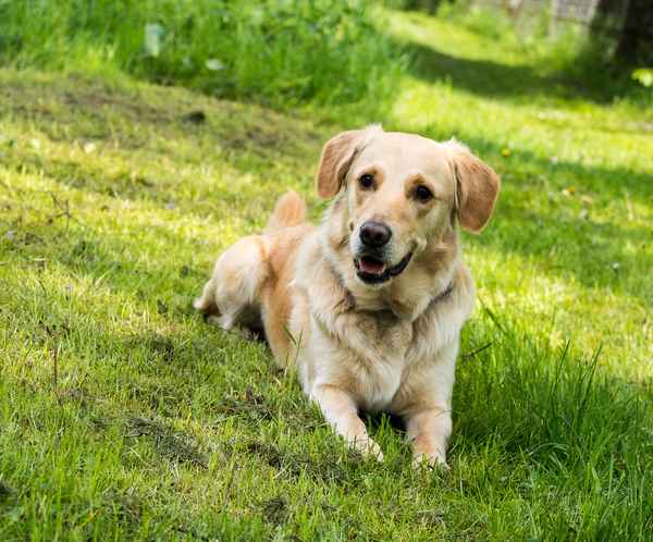 liegender Golden Retriever