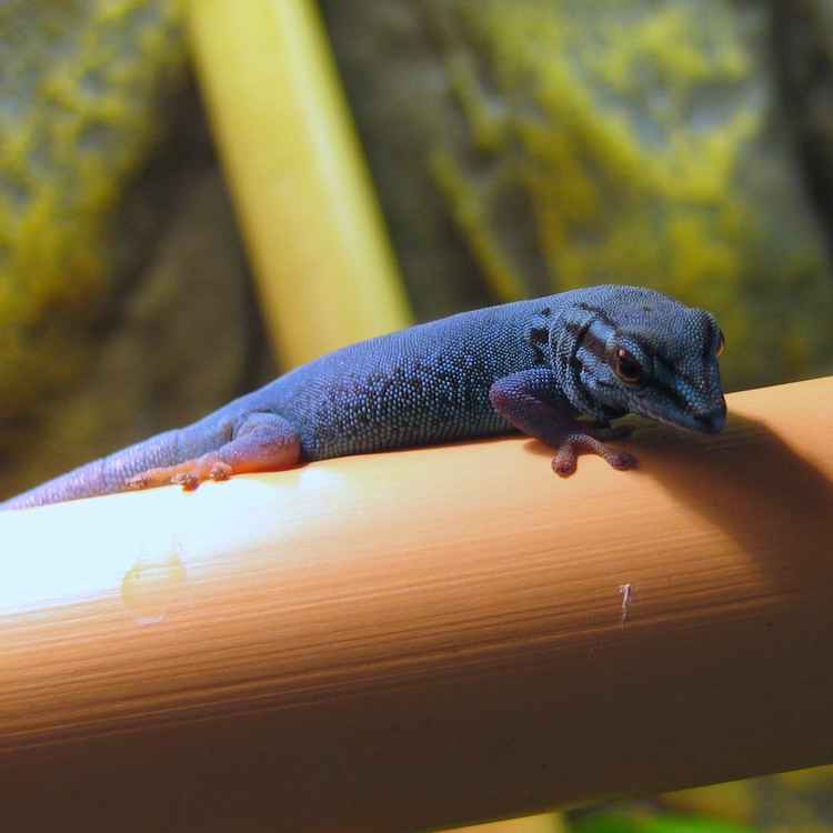 Gecko, lygodactylus williamsi