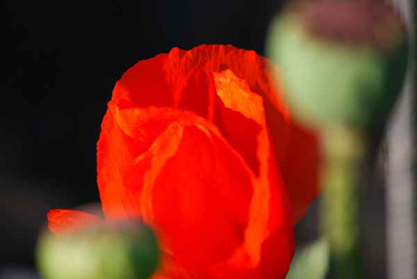Blütenstempel einer roten Mohnblume