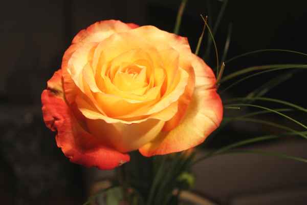 Königin der Blumen