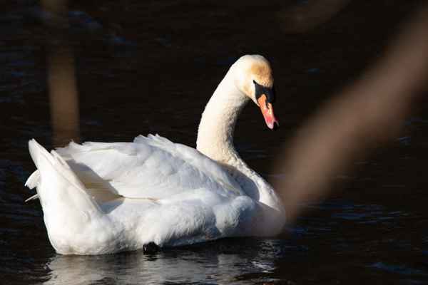 Ein schöner Rücken ...