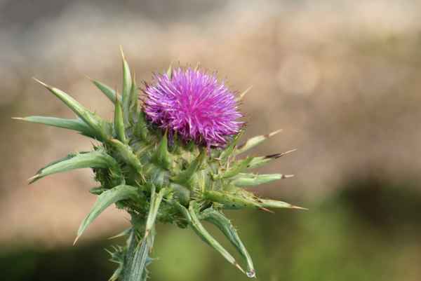 mariendistel...heilpflanze