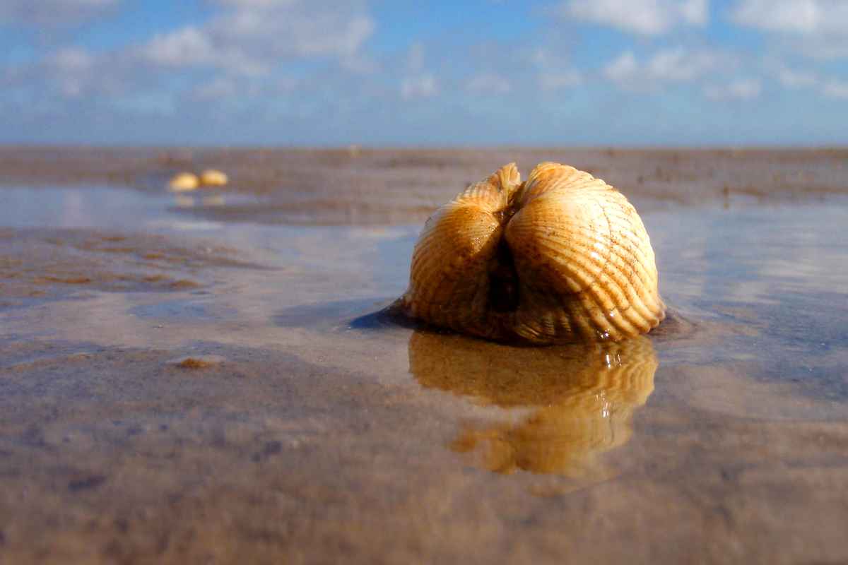 Herzmuschel bei Ebbe