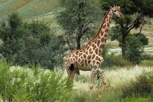  Giraffe