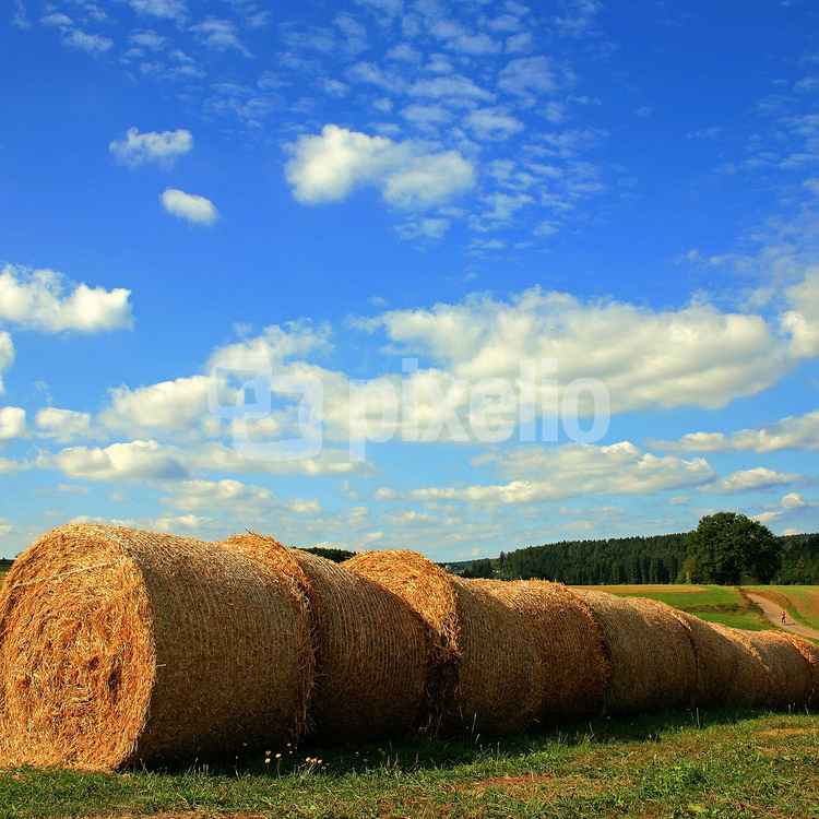 Herbstsonne auf den Feldern