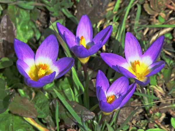 Frühlingsboten