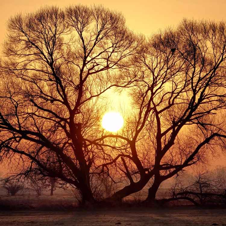 Morgensonne im Geäst