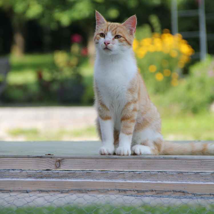 die rote Katze