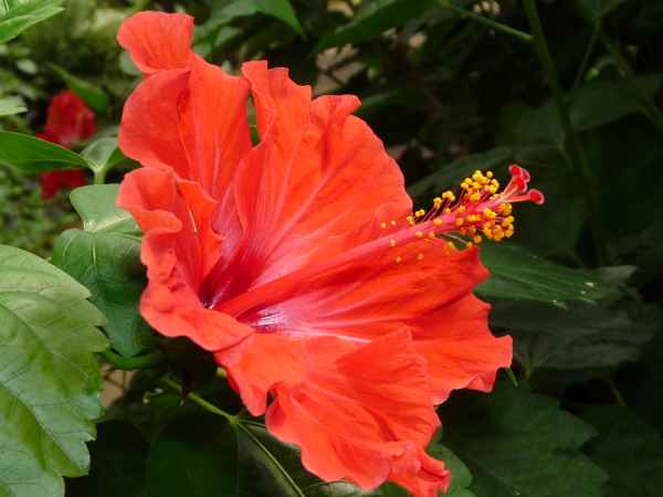 Hibiscus