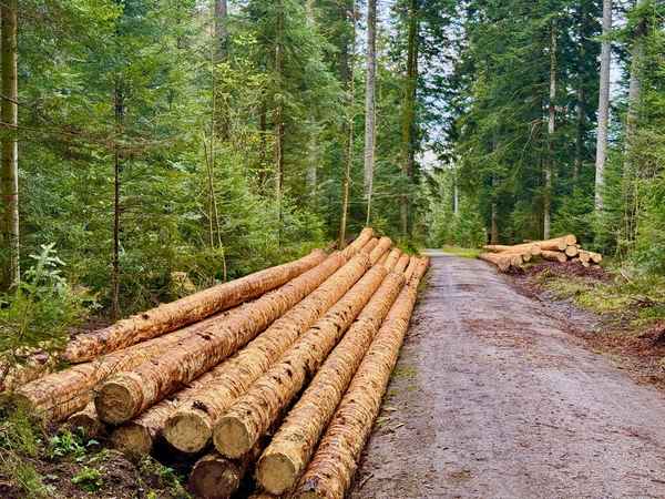 Ernte im Forst