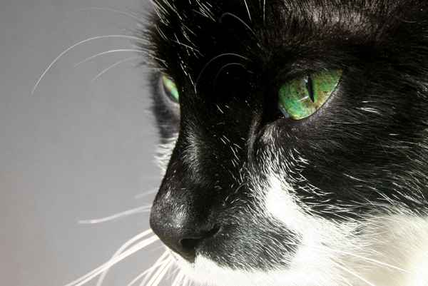 Katze