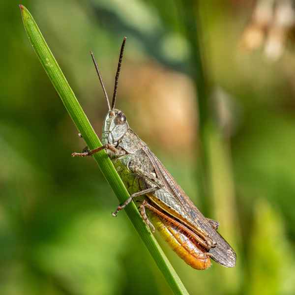 Brauner Grashüpfer