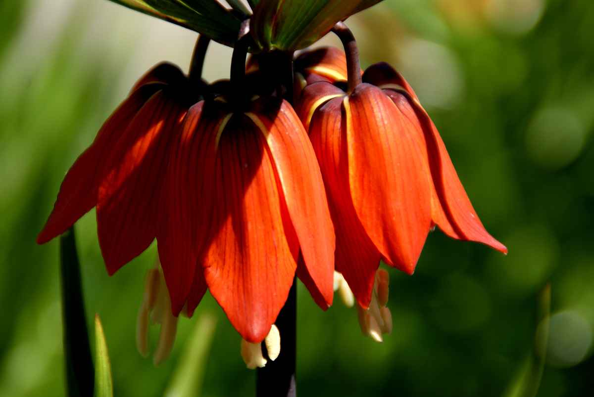 Blüte der Kaiserkrone