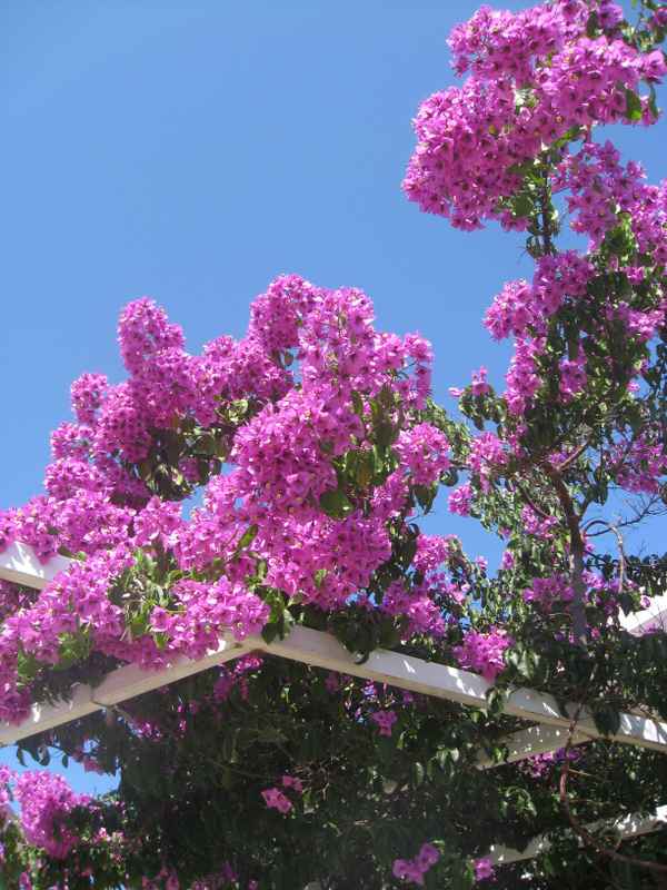 Schwere Blütenstände einer Bougainvillea