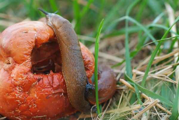 Abendmahl der Nacktschnecke