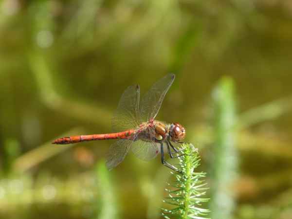 Flugkünstler am Teich