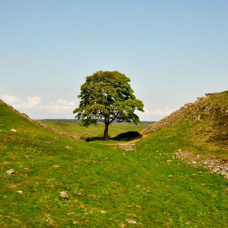 Sycamore Gap