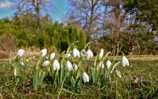 Frühling, Frühling wird es nun bald (August Heinrich Hoffmann von Fallersleben)