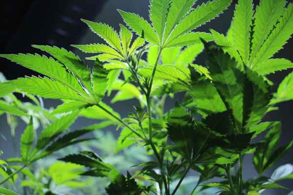 Cannabis, Hanf, Marihuana Foto