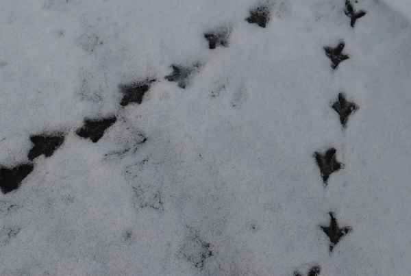 Spuren im Schnee
