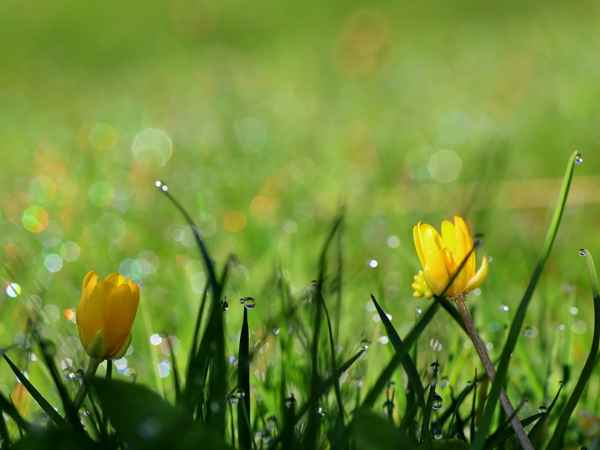 morgens in der wiese