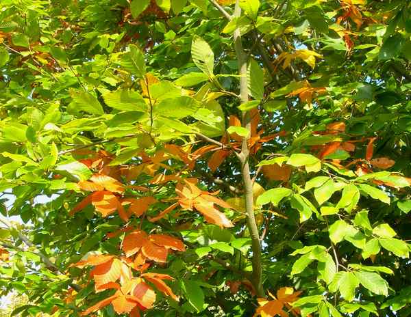 Herbstlaub einer Buche