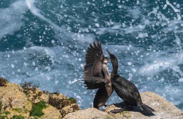 Kormorane bei der Balz