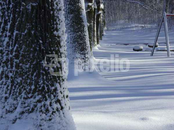 Bäume im Schnee 3