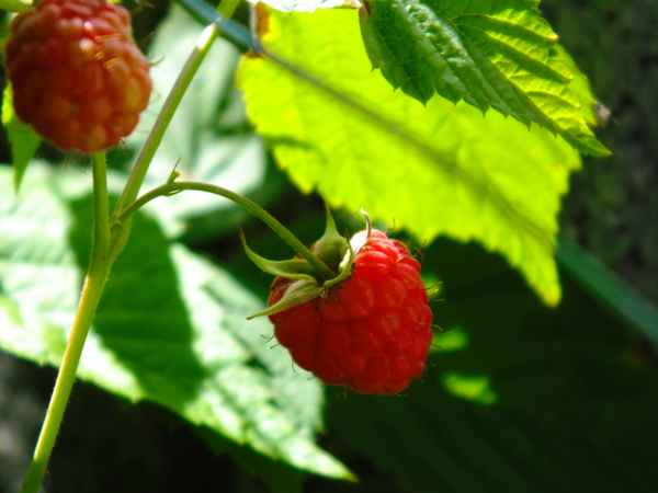Himbeeren