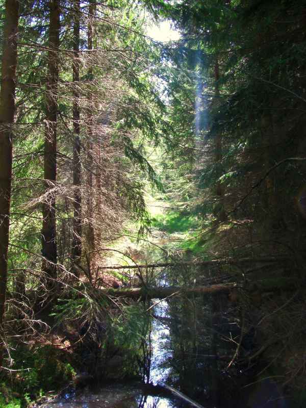 Im Glatzener Moor / 14