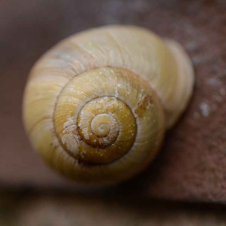 Schnecke-Haus