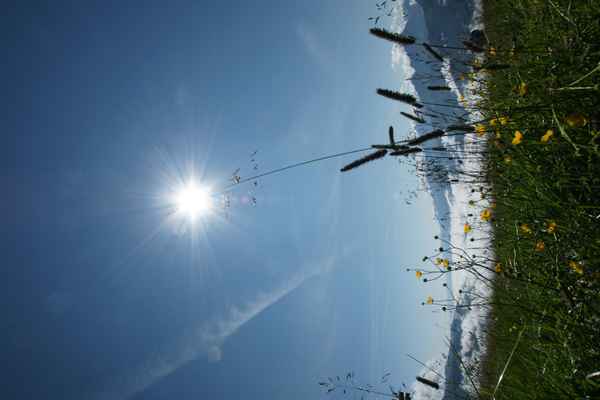 Wunderkerze - Grashalm mit "strahlender" Spitze