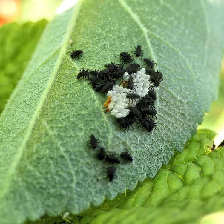 eben geschlüpfte Marienkäfer-Larven