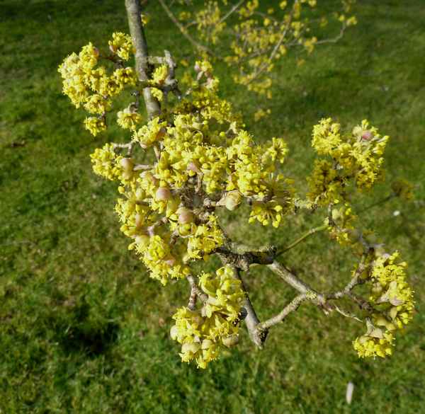 Kornelkirsche in voller Entfaltung