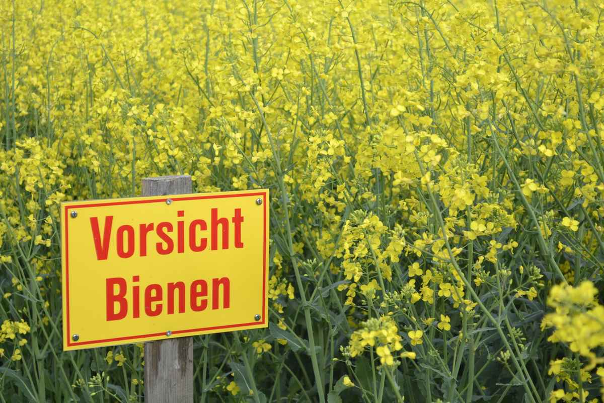 Rapsfeld - Vorsicht Bienen