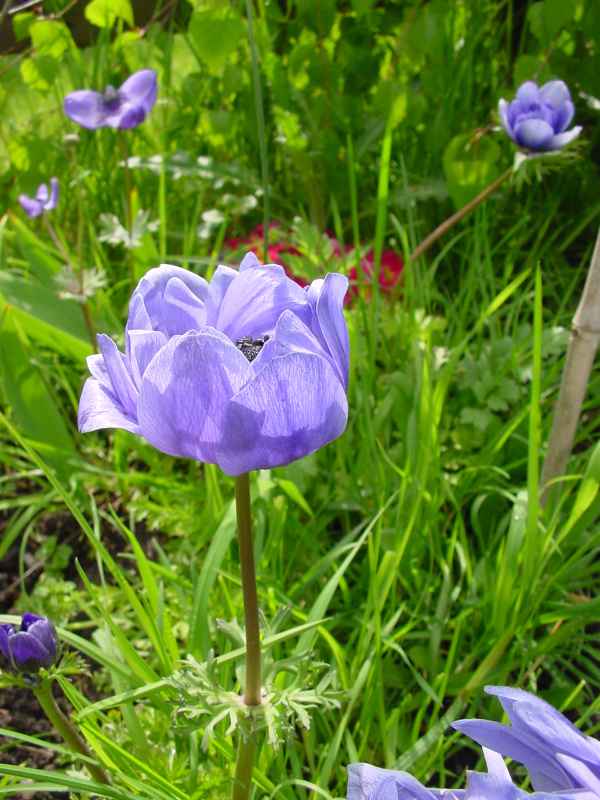 Anemone