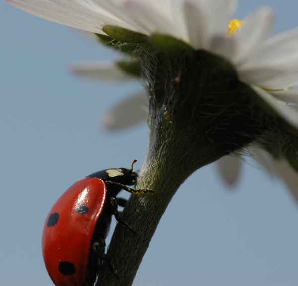 Ein Käfer will hoch hinaus