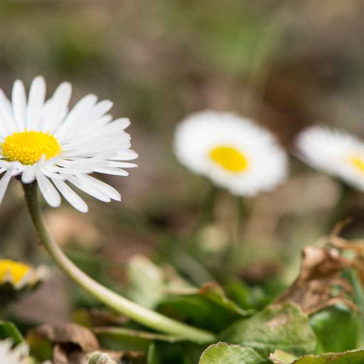 Gänseblümchen im Frühjahr