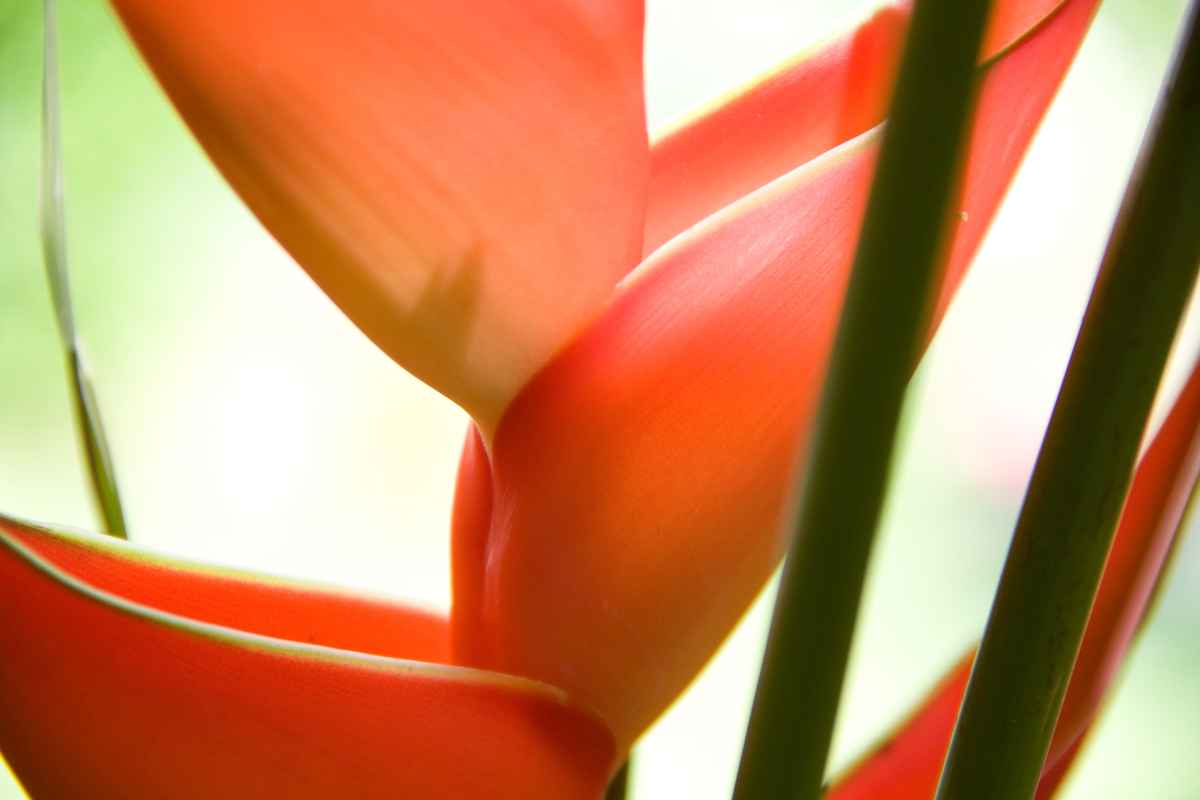 Drachenblume