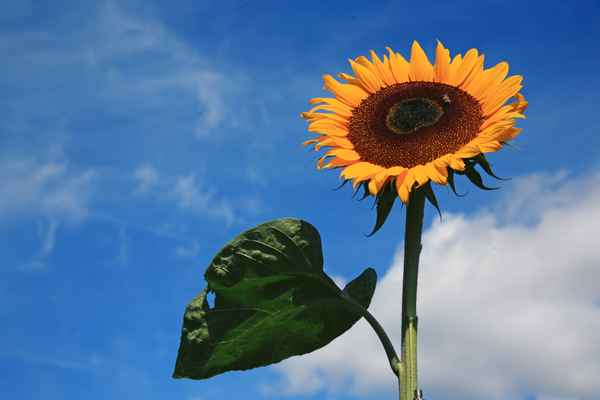 Sonnenspeicher_2
