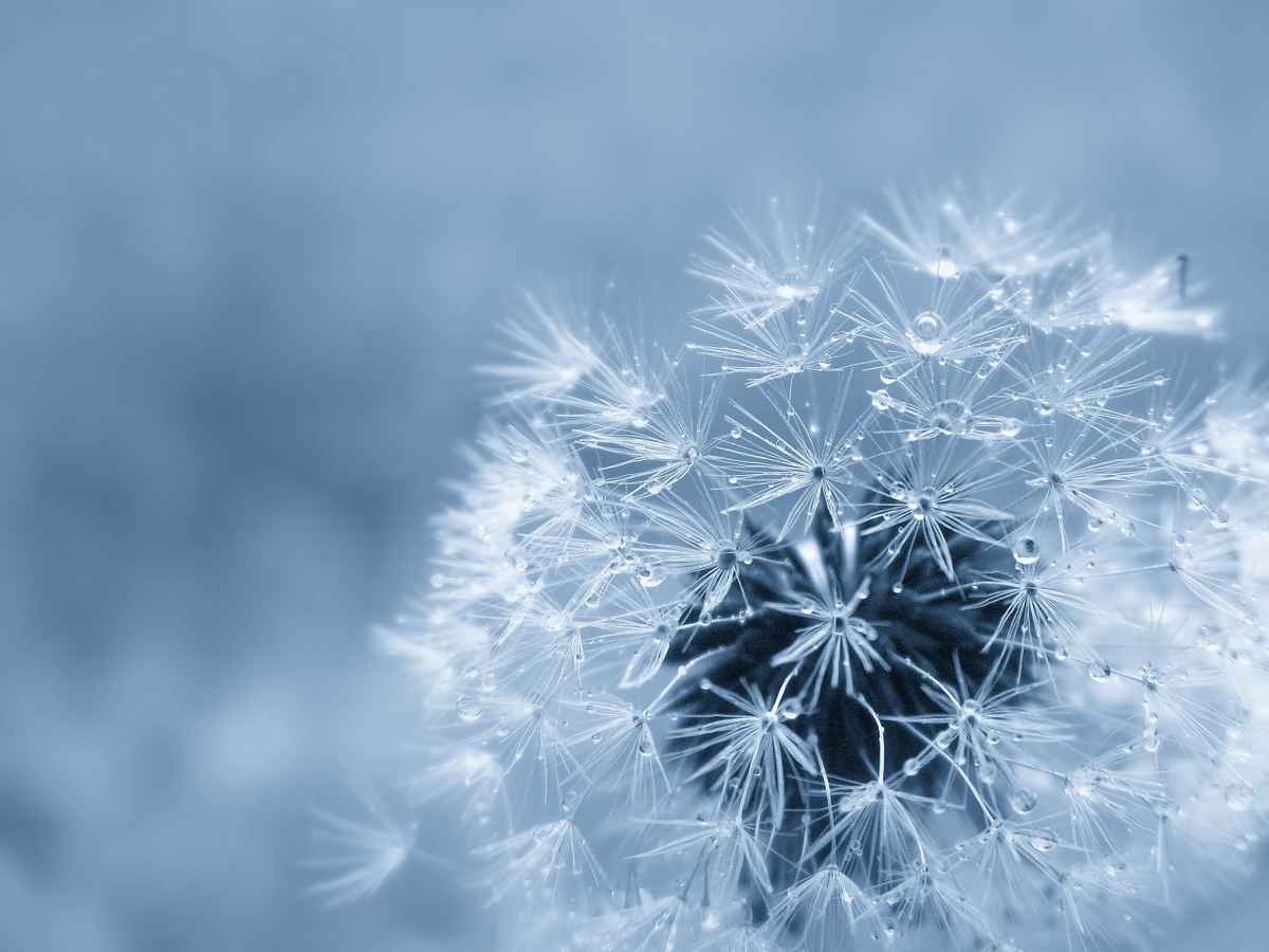 Pusteblume
